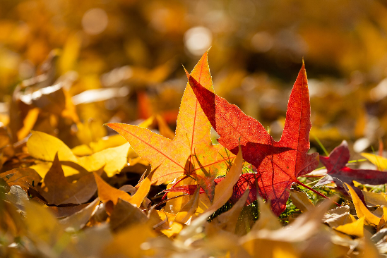 迟子建散文：龙眼与伞